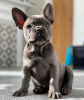 Photo №2 to announcement № 123332 for the sale of french bulldog - buy in Germany private announcement, from nursery, from the shelter, breeder