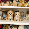 Photo №1. poodle (toy) - for sale in the city of Helsinki | 370$ | Announcement № 113001