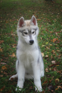 Photo №2 to announcement № 3647 for the sale of siberian husky - buy in Russian Federation breeder