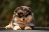 Photo №1. pomeranian - for sale in the city of Москва | 767$ | Announcement № 7855