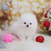 Photo №2 to announcement № 116618 for the sale of pomeranian - buy in Finland private announcement, breeder