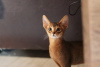 Photo №3. Abyssinian kittens of wild and sorrel color. Belarus