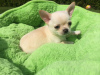 Photo №2 to announcement № 124947 for the sale of chihuahua - buy in Germany private announcement