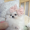 Photo №1. pomeranian - for sale in the city of New Orleans | 280$ | Announcement № 105091