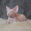 Photo №2 to announcement № 17777 for the sale of sphynx cat - buy in Ukraine from nursery