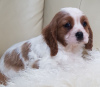 Photo №2 to announcement № 31941 for the sale of cavalier king charles spaniel - buy in Germany private announcement