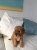 Additional photos: F1b Goldendoodle Miniature Ready to Join Their New and Forever Home
