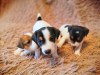 Photo №1. jack russell terrier - for sale in the city of Omsk | 263$ | Announcement № 9591