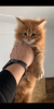 Photo №1. maine coon - for sale in the city of Рыбница | 528$ | Announcement № 44314