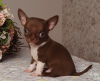 Additional photos: Chihuahua Chocolate Mini Boy