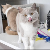 Photo №3. British shorthair. Germany