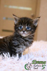 Photo №1. maine coon - for sale in the city of St. Petersburg | 540$ | Announcement № 17949