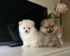 Photo №3. Pomeranian puppies available for loving homes only. Germany