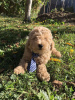 Photo №2 to announcement № 75126 for the sale of poodle (toy) - buy in Serbia breeder