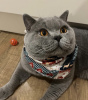 Photo №4. I will sell british shorthair in the city of Berlin. private announcement - price - 317$