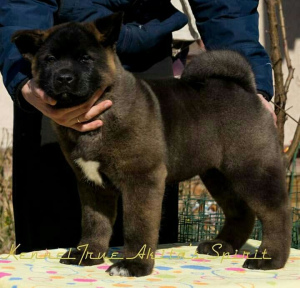 Photo №3. Monobreed American Akita breed of dogs offers amazing puppies of show class. Russian Federation