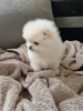 Photo №1. pomeranian - for sale in the city of Potsdam | 380$ | Announcement № 120003