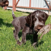 Photo №2 to announcement № 10646 for the sale of german wirehaired pointer - buy in Russian Federation private announcement