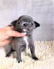 Photo №4. I will sell chihuahua in the city of Miass. from nursery - price - 405$