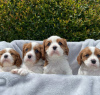 Photo №4. I will sell cavalier king charles spaniel in the city of Vienna. private announcement - price - 400$