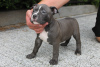 Additional photos: American Bully Pocket ABKC GrChampions