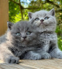 Photo №1. british shorthair - for sale in the city of Miami Beach | 317$ | Announcement № 98192