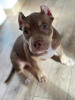 Photo №4. I will sell american bully in the city of Warsaw. private announcement - price - 1186$