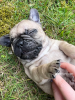 Photo №1. french bulldog - for sale in the city of Ibbenbüren | negotiated | Announcement № 43596