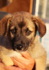 Additional photos: Strong, outgoing and friendly puppy Nastasya is looking for a home.