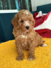 Additional photos: Miniature and toy poodles