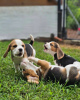 Photo №3. Beagle puppies for sale. 2 men 1 woman.. Finland