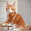 Photo №1. maine coon - for sale in the city of Амстердам | 264$ | Announcement № 121808