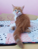 Photo №1. maine coon - for sale in the city of Mariupol | 500$ | Announcement № 11465