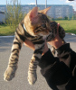 Photo №2 to announcement № 10587 for the sale of bengal cat - buy in Russian Federation breeder