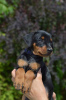 Photo №4. I will sell german pinscher in the city of Stockholm. private announcement, from nursery, breeder - price - 1057$