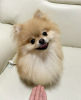 Photo №1. pomeranian - for sale in the city of Munich | negotiated | Announcement № 119730