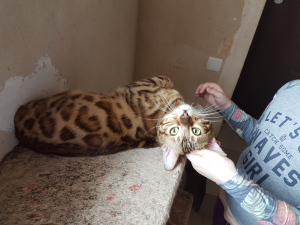Photo №2 to announcement № 6238 for the sale of bengal cat - buy in Russian Federation from nursery