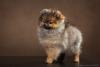 Photo №1. german spitz - for sale in the city of Tula | 1095$ | Announcement № 9512