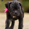 Photo №1. cane corso - for sale in the city of Kames | negotiated | Announcement № 120641