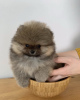 Photo №1. pomeranian - for sale in the city of Dubai | negotiated | Announcement № 35895