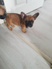 Photo №4. I will sell french bulldog in the city of Munich. private announcement, breeder - price - 475$