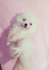 Photo №2 to announcement № 42084 for the sale of japanese spitz - buy in Ukraine private announcement