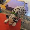 Photo №3. Dalmatian Puppies For adoption . Germany