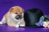 Photo №3. Shiba-inu puppy for sale from monobreed kennel. Russian Federation