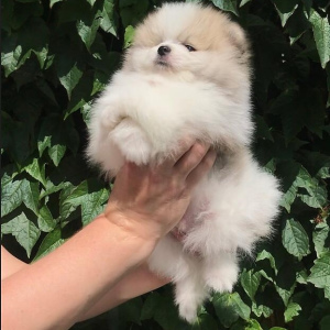 Photo №2 to announcement № 2371 for the sale of pomeranian - buy in Russian Federation breeder