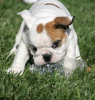 Photo №1. english bulldog - for sale in the city of Эребру | negotiated | Announcement № 48090