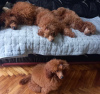 Photo №4. I will sell poodle (toy) in the city of Zrenjanin. breeder - price - negotiated