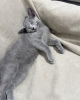 Photo №1. russian blue - for sale in the city of Christiansted | 800$ | Announcement № 111725