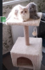 Photo №3. Selling Persian cat with pedigree. Russian Federation