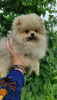 Additional photos: Pomeranian Spitz, puppies. Mini bears